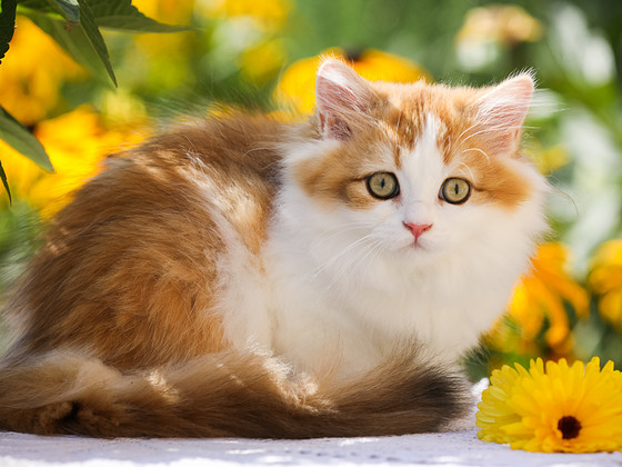 ЛУЧШИЙ британский котёнок OLIVIA
