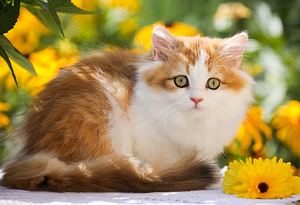 ЛУЧШИЙ британский котёнок OLIVIA (1 фото из 8)