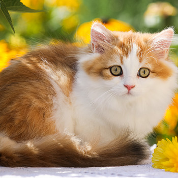 ЛУЧШИЙ британский котёнок OLIVIA
