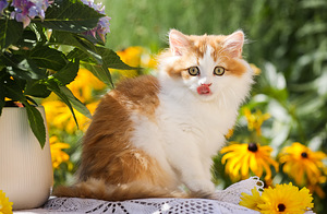 ЛУЧШИЙ британский котёнок OLIVIA (2 фото из 8)