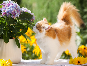 ЛУЧШИЙ британский котёнок OLIVIA (3 фото из 8)