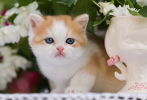 ЛУЧШИЙ британский котёнок REBECCA (1 фото из 3)