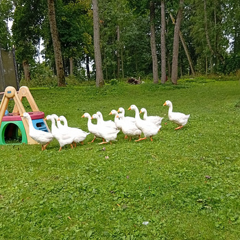 ГУСИ