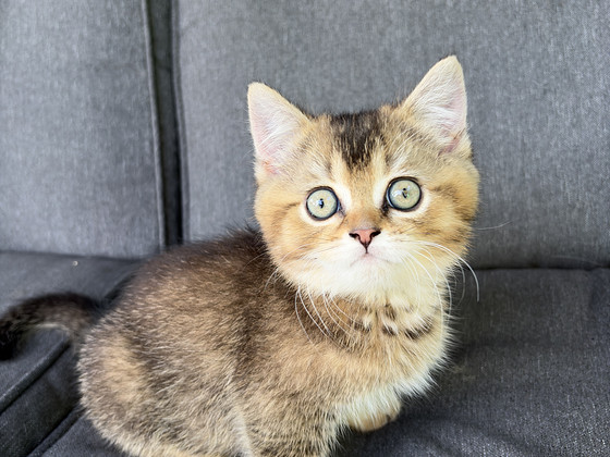 Шотландские котята
