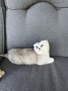 Шотландские котята (4 фото из 7)