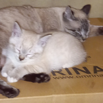 Котята - метисы сиама