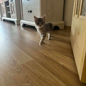 Котёнок-девочка