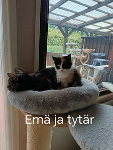Kilpparityttö (7 valokuva sivusta 9)