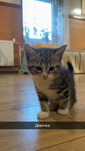 Отдам котят в добрые руки (4 фото из 5)