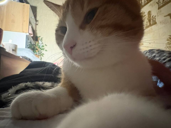 Кот