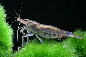 Amano krevett (Caridina multidentata) (1 foto / 1)