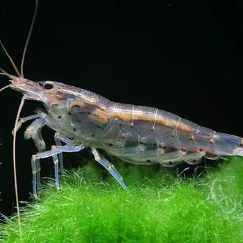 Креветка Амано (Caridina multidentata)