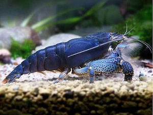 Gaboni filtreerija krevett (Atya gabonensis) (1 foto / 1)