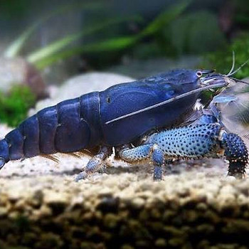 Креветка габонский фильтратор (Atya gabonensis)