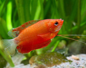 Гурами медовый красный (Trichogaster chuna red) (1 фото из 1)