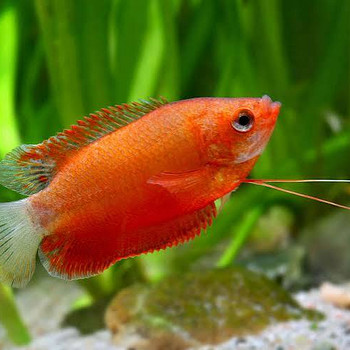 Гурами медовый красный (Trichogaster chuna red)