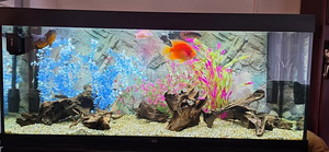 Müüa akvaarium Juwel Rio 450 LED (1 foto / 1)