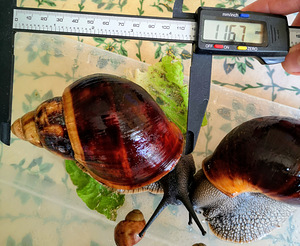 Marginata marginata (5 foto / 6)