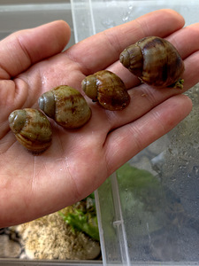 Marginata marginata (3 foto / 6)