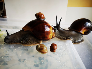 Marginata marginata (1 foto / 6)