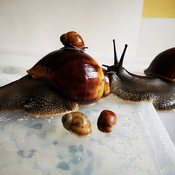 Marginata marginata