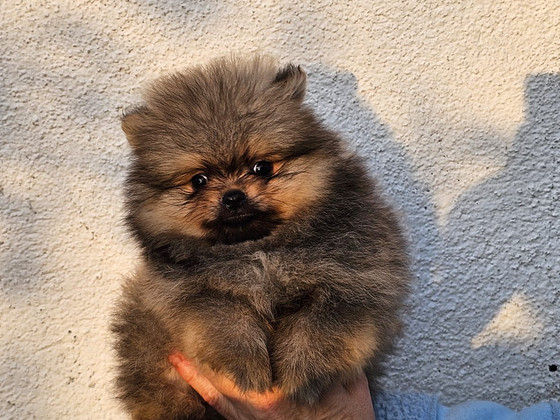Померанский шпиц