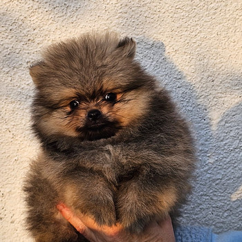Померанский шпиц