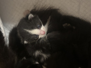 Kassipojad (1 foto / 4)