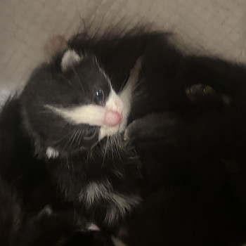 Kassipojad