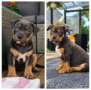 Americanbully (2 valokuva sivusta 7)