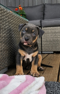 Americanbully (3 valokuva sivusta 7)