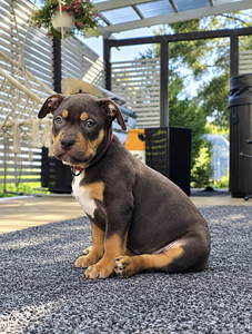 Americanbully (6 valokuva sivusta 7)