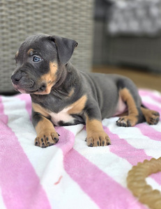 Americanbully (4 valokuva sivusta 7)