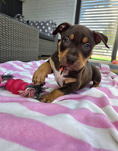 Americanbully (5 valokuva sivusta 7)