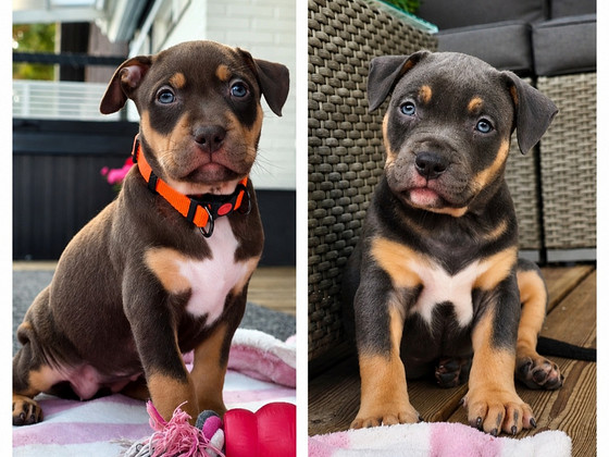 Americanbully