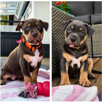 Americanbully