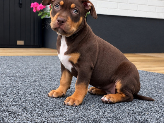 Americanbully
