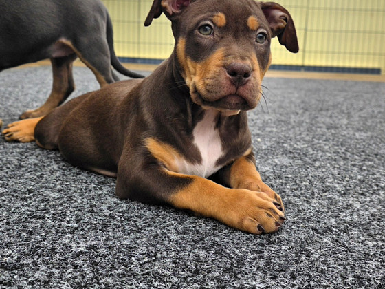 Americanbully