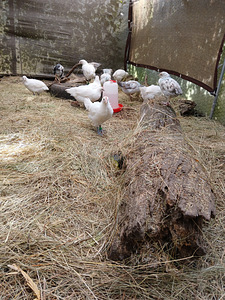 Ameerika bresse kuketbud (3 foto / 3)
