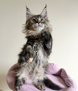 Maine Coon (1 foto / 6)