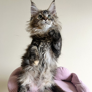 Maine Coon