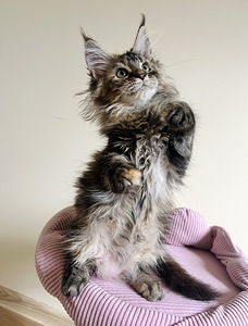 Maine Coon (2 foto / 6)