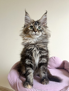 Maine Coon (3 foto / 6)