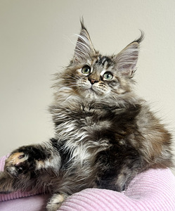 Maine Coon (4 foto / 6)