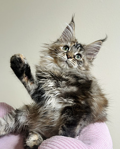 Maine Coon (5 foto / 6)