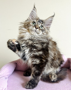 Maine Coon (6 foto / 6)