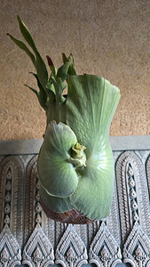 Platycerium Holttumii (1 фото из 3)