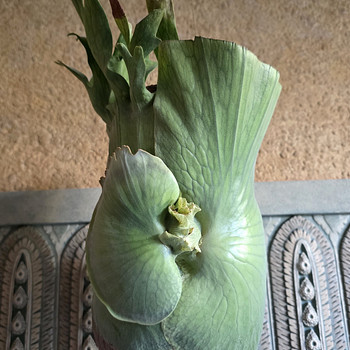 Platycerium Holttumii