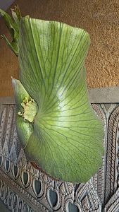 Platycerium Holttumii (2 фото из 3)