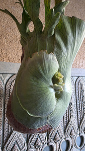 Platycerium Holttumii (3 фото из 3)